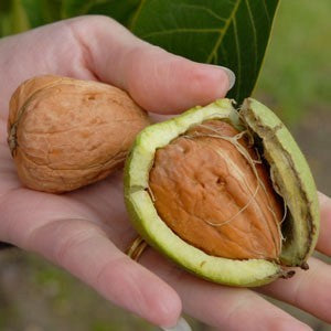 Walnut