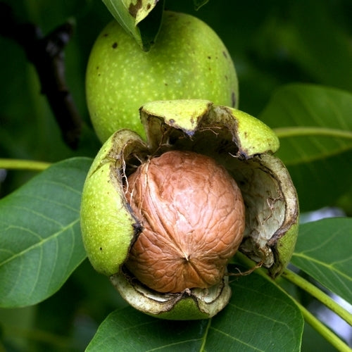 Walnoot 'Coenen'