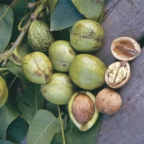 Walnut 'Menen' Small