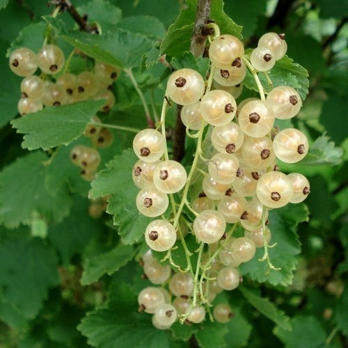 Witte Bes 'Witte Parel'