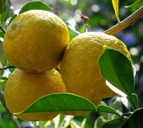 Yuzu