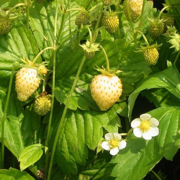 White Alpine or Wild Strawberry 'Alba' / 'Alpine Yellow' / 'Snovit'