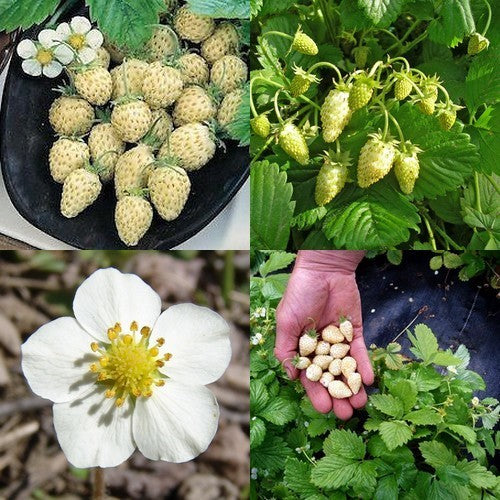 White Alpine or Wild Strawberry 'Alba' / 'Alpine Yellow' / 'Snovit'