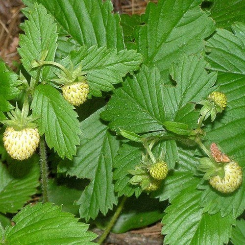 White Alpine or Wild Strawberry 'Alba' / 'Alpine Yellow' / 'Snovit'