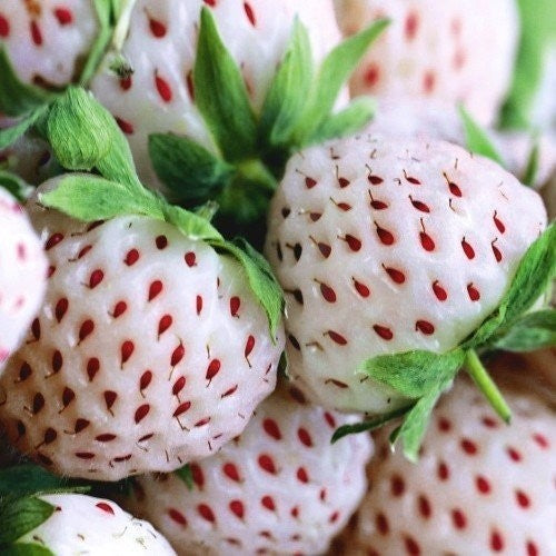 Light Pink Strawberry 'Pineapple'