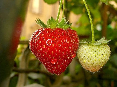 Middenvroege Aardbei 'Anthonie'