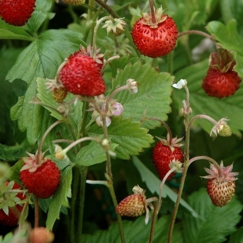 Zweedse Muskaataardbei 'Askungen'