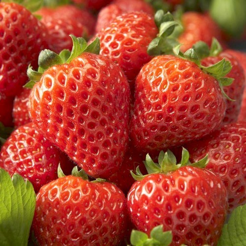 Vroege aardbei 'Cupido'