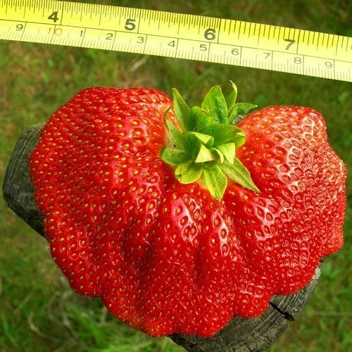 Vroege aardbei 'Darselect'