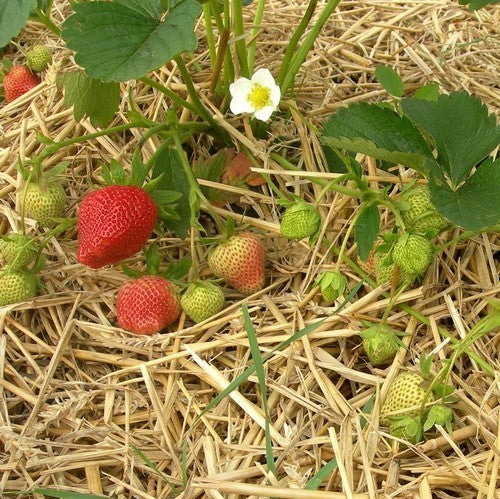 Vroege aardbei 'Darselect'