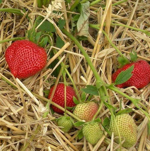 Vroege aardbei 'Darselect'