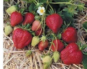 Vroege aardbei 'Darselect'