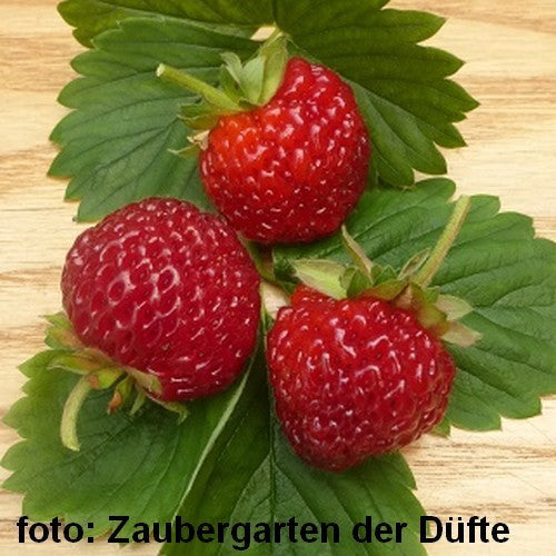 Frambozenaardbeitje 'Deutsche Gewürzererdbeere'