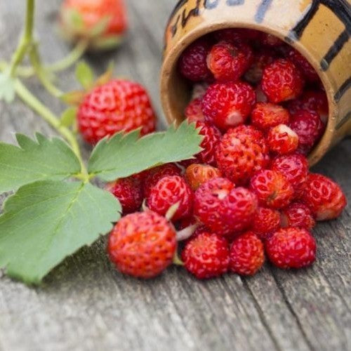 Vineyard Strawberries 'Domkapitel Wurzen'