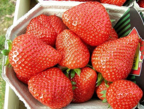 Middenvroege Aardbei 'Elianny'