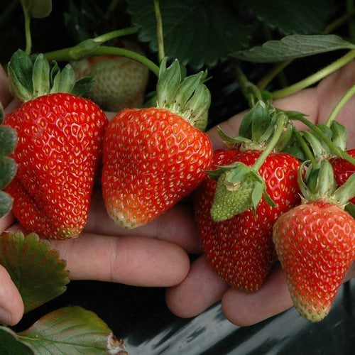 Middentijdse aardbei 'Elsanta'