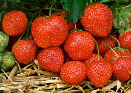 Vroege aardbei 'Elvira'