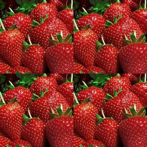 Doordragende Aardbei 'Evie 2'