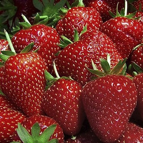 Doordragende Aardbei 'Evie 2'