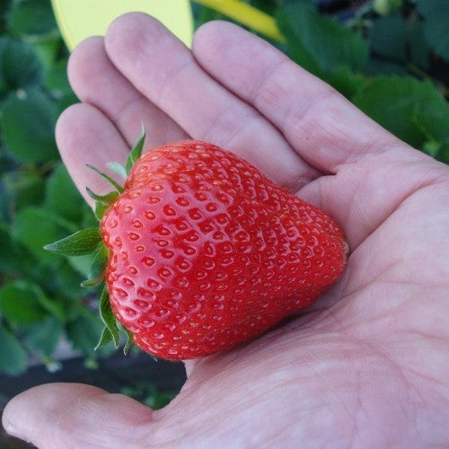 Middentijdse Aardbei 'Figaro'