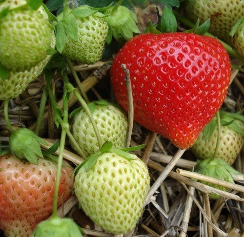 Middentijdse Aardbei 'Figaro'