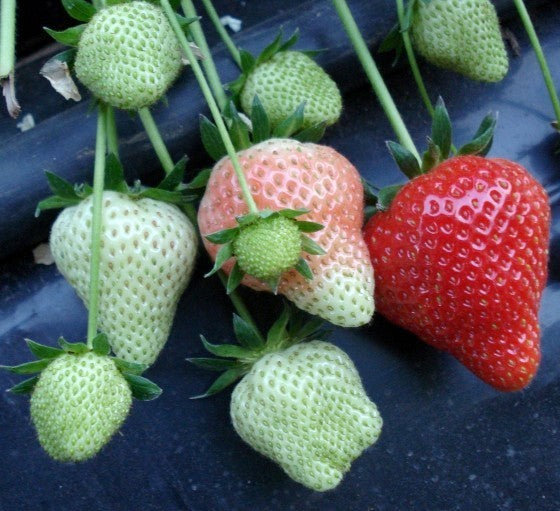 Middentijdse Aardbei 'Figaro'