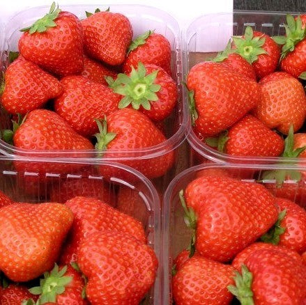 Middentijdse Aardbei 'Figaro'