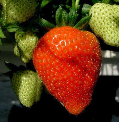 Middentijdse Aardbei 'Figaro'