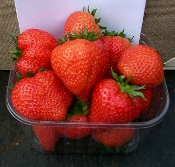 Middentijdse Aardbei 'Figaro'