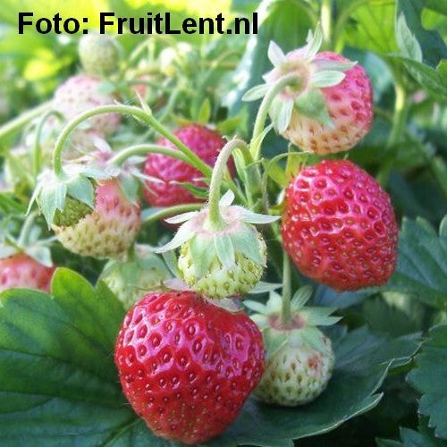 Wild Strawberry 'Florika'