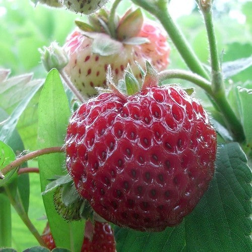 Frambozenaardbei 'Framberry'