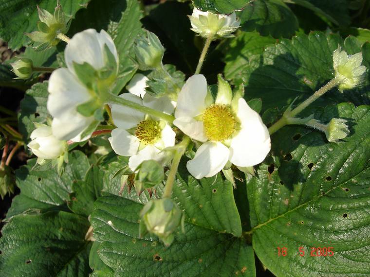 (Late) Frambozenaardbei 'Frau Mieze Schindler' / 'Nelie Miez'
