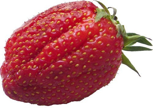 Vroege Aardbei 'Gariguette'