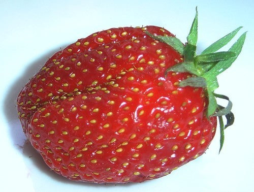 Vroege Aardbei 'Gariguette'