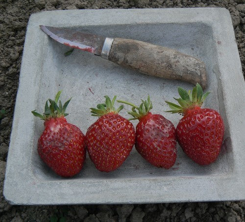 Middenvroege Aardbei 'Généreuse des Combrailles'