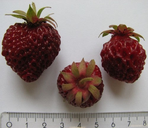 Zwarte Aardbei 'Hansa' = 'Cherryberry®' / 'Schwarzer Ananas'