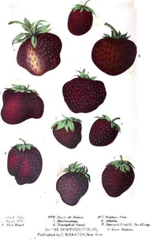 Zwarte Aardbei 'Hansa' = 'Cherryberry®' / 'Schwarzer Ananas'