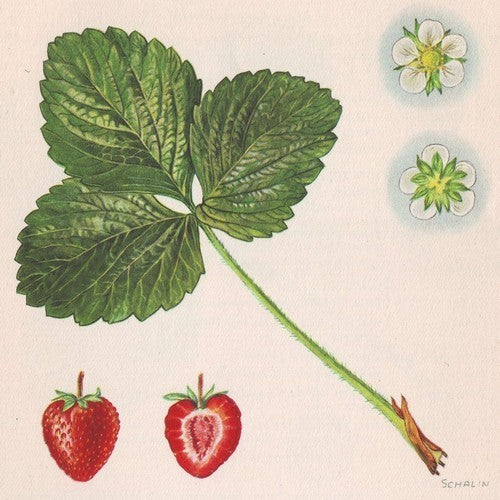 Doordragende Aardbei 'Herzbergs Triumph'