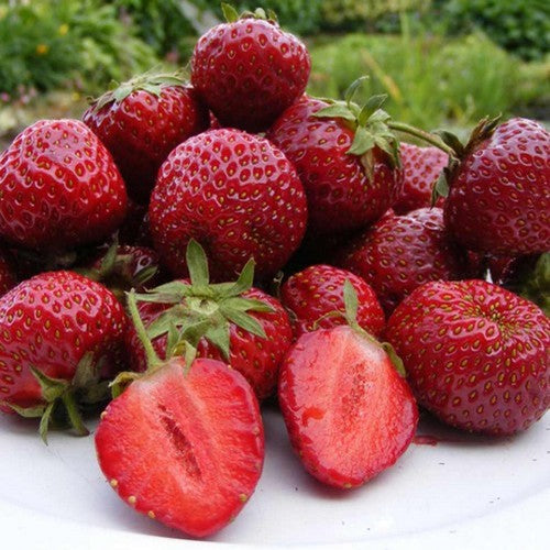 Vroege Aardbei 'Honeoye'