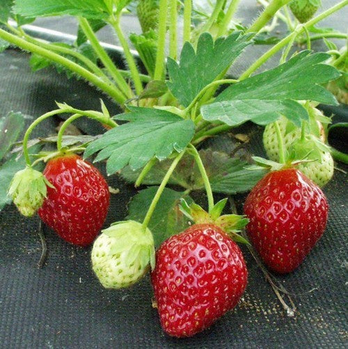 Late Aardbei 'Induka'