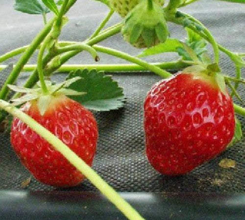 Late Aardbei 'Induka'