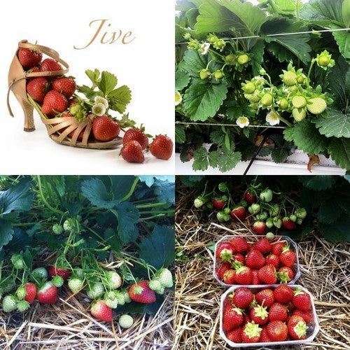 Mid-Late Strawberry 'Jive'