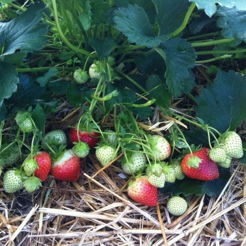 Mid-Late Strawberry 'Jive'