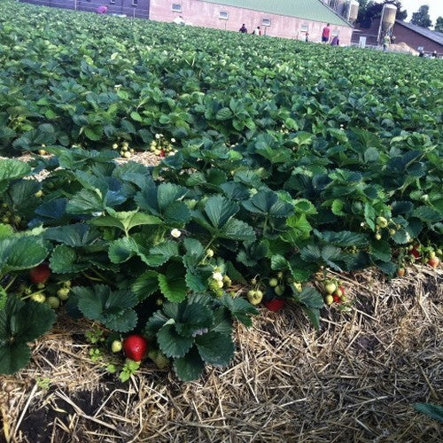 Mid-Late Strawberry 'Jive'