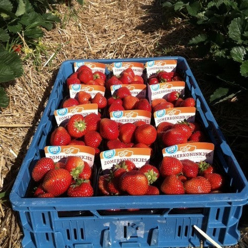 Mid-Late Strawberry 'Jive'