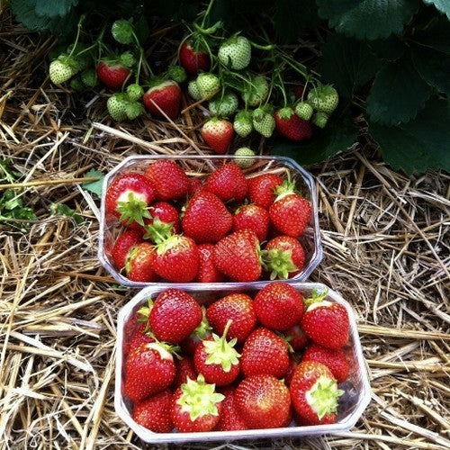Mid-Late Strawberry 'Jive'