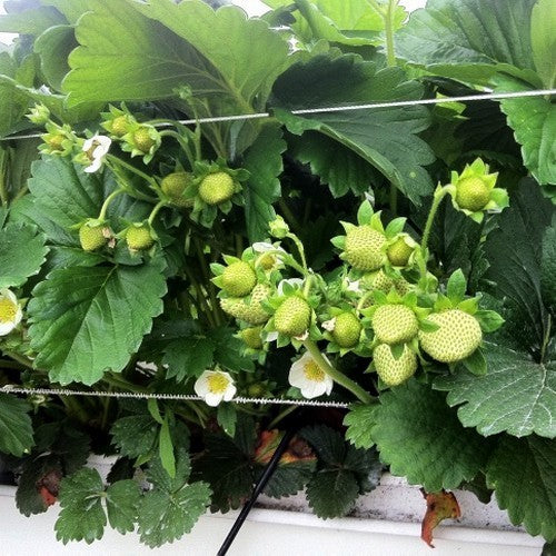 Mid-Late Strawberry 'Jive'