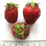 Mid-late Strawberry 'Jucunda' - 1 plant