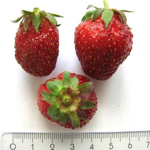 Middenlate Aardbei 'Jucunda'