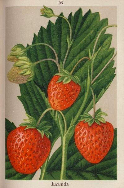 Middenlate Aardbei 'Jucunda'